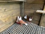 Duiven, Dieren en Toebehoren, Vogels | Duiven, Meerdere dieren