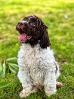 Italiaanse waterhond pups,bij ons geboren !!, België, Overige rassen, CDV (hondenziekte), 8 tot 15 weken