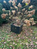 Pot met grote hortensia, Tuin en Terras, Overige soorten, 100 tot 250 cm, Zomer, Ophalen