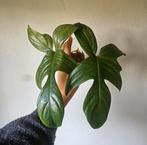 Philodendron Florida Ghost stekken, Ophalen of Verzenden, Minder dan 100 cm