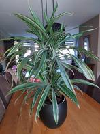 Plant te koop (zonder pot), Ophalen, Zomer, Overige soorten