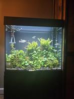 Te koop compleet Juwel Lido 120 aquarium vissen+toebehoren, Dieren en Toebehoren, Vissen | Aquaria en Toebehoren, Ophalen, Zo goed als nieuw