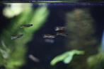 endler guppen, ginga rubra, Dieren en Toebehoren, Vissen | Aquariumvissen, Vis