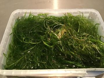 Aquariumplant Pogostomon soort  beschikbaar voor biedingen