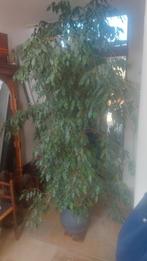 Grote Ficus Benjamin kamerplant (2.3m) zoekt nieuw thuis, Huis en Inrichting, Ophalen, Ficus, 200 cm of meer, Halfschaduw