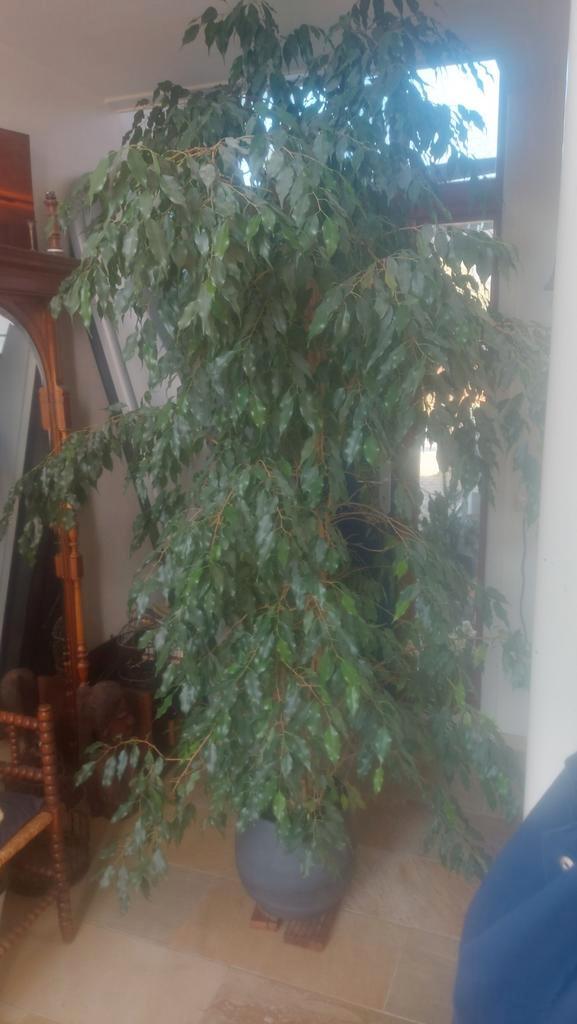Grote Ficus Benjamin kamerplant (2.3m) zoekt nieuw thuis, Huis en Inrichting, Kamerplanten, Ficus, 200 cm of meer, Groene kamerplant