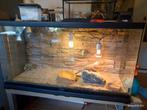 Compleet terrarium met baardagaam en toebehoren, Dieren en Toebehoren, Reptielen en Amfibieën | Toebehoren, Ophalen, Gebruikt