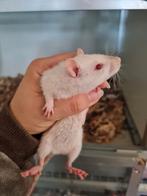 Jonge lieve vrouwelijke rittens, Vrouwelijk, Rat, Na 1 juli 2024, Tam