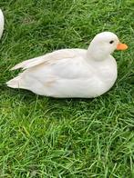 Te koop 1-1 witte kwakertjes, Dieren en Toebehoren, Pluimvee, Meerdere dieren, Eend