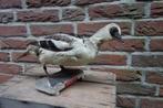 Opgezet nonnetje, Ophalen of Verzenden, Gebruikt, Vogel, Opgezet dier
