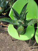 Aloe Vera Saponaria, Ophalen, Zomer, Volle zon