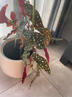 Stippenplant zonder pot, Huis en Inrichting, Ophalen of Verzenden, Overige soorten, Minder dan 100 cm