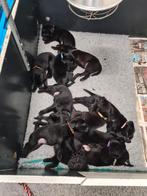 jeeej labrador puppies!, Dieren en Toebehoren, CDV (hondenziekte), 8 tot 15 weken, Labrador retriever, Meerdere