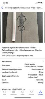 Fossiel van een Keichousaurus, Ophalen of Verzenden, Fossiel