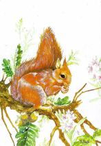 Ansichtkaart	Eekhoorn, Verzamelen, Ansichtkaarten | Dieren, Verzenden, 1960 tot 1980, Gelopen, Knaagdier