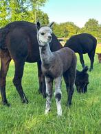 Alpaca veulens en wandel/dekhengst met bijzondere kleuren, Dieren en Toebehoren, Overige Dieren, Juni, Meerdere dieren