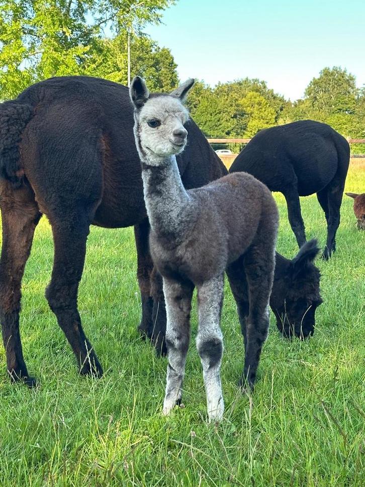 Alpaca veulens en wandel/dekhengst met bijzondere kleuren, Dieren en Toebehoren, Overige Dieren, Meerdere dieren, Juni