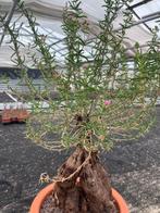 Caudex plant Mestoklema Tuberosa Zuid Afrika 27cm pot, Huis en Inrichting, Overige soorten, Ophalen of Verzenden, In pot, Minder dan 100 cm