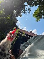 Serama haantje, Dieren en Toebehoren, Pluimvee, Mannelijk, Kip