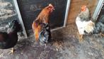 Haan Marans groot, Barnevelder, Amrock groot, Dieren en Toebehoren, Pluimvee, Mannelijk, Kip