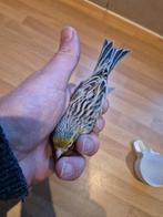 Agaat geel mozaiek, Dieren en Toebehoren, Mannelijk, Kleurkanarie