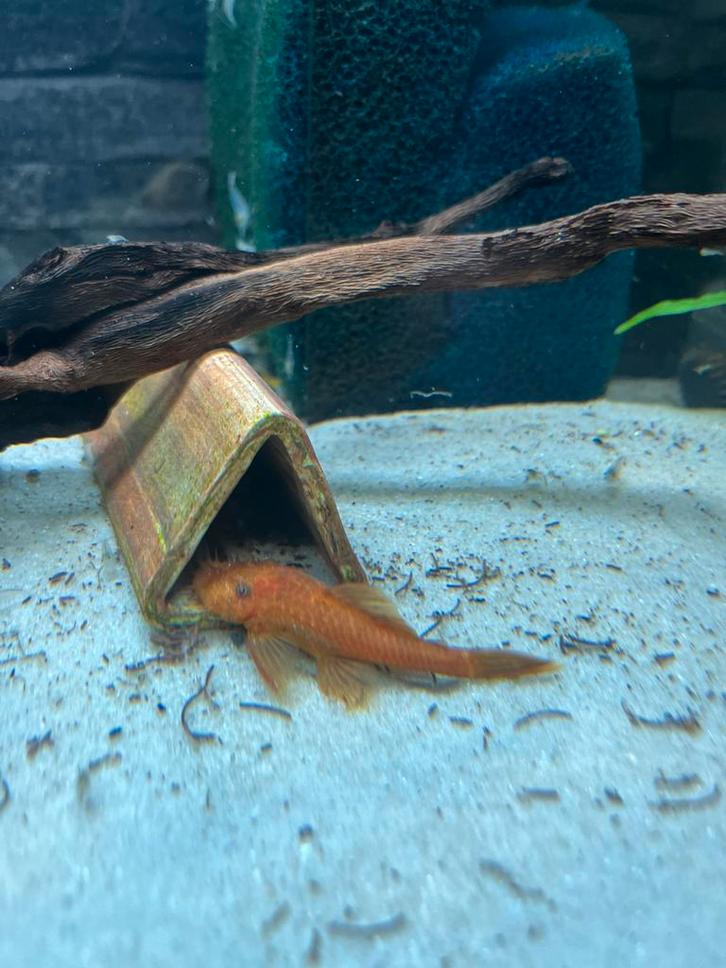 L144 super red (Rode Algeneters), Dieren en Toebehoren, Vissen | Aquaria en Toebehoren, Zo goed als nieuw, Plant(en), Steen of Hout