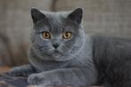 Gezocht huisdier, Dieren en Toebehoren, Katten en Kittens | Overige Katten