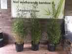 Fargesia Denudata Xian 2, niet woekerende bamboe!!!, Volle zon, Vaste plant, Bloeit niet, Ophalen