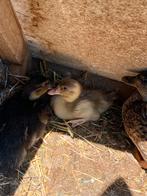 Te koop Hollandse Kwakers, Dieren en Toebehoren, Pluimvee, Eend