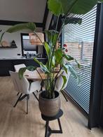 Strelitzia grote kamerplant 2 meter, Huis en Inrichting, Ophalen, Overige soorten, Halfschaduw, In pot