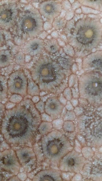 10 jaren 60 groene tortoise tegels van 15x15 beschikbaar voor biedingen