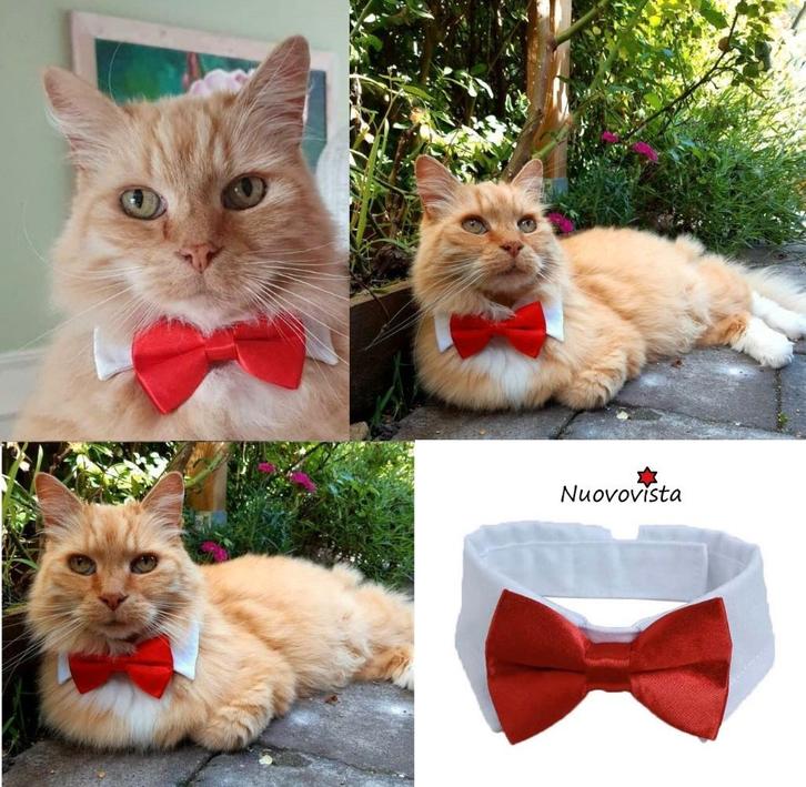 Kat of Poezen Kraag Strik of Stropdas Kleine Hond 🐱🐱🐱, Dieren en Toebehoren, Katten-accessoires, Nieuw, Verzenden