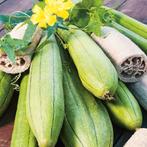 Luffa zaden - natuurlijke spons, Ophalen of Verzenden, Volle zon