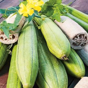 Luffa zaden - natuurlijke spons  beschikbaar voor biedingen