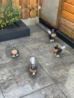 Takla, Dieren en Toebehoren, Vogels | Duiven