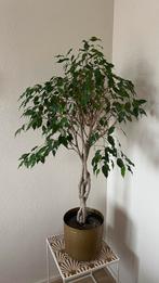 Ficus Benjamina op Hydrocultuur, Huis en Inrichting, Ophalen, Ficus, Halfschaduw, In pot