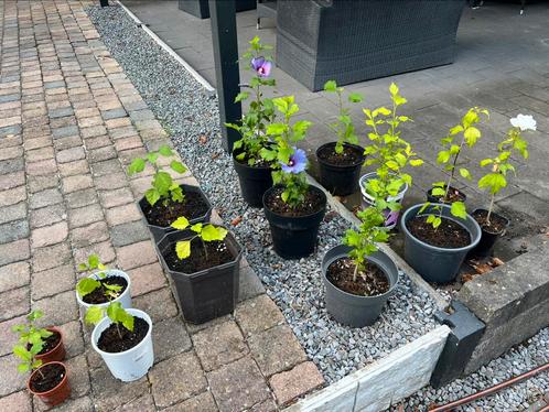Uitzoeken hibiscus plantjes, planten 🥰 mooie bloemen, Tuin en Terras, Planten | Tuinplanten, Overige soorten, Volle zon, Zomer