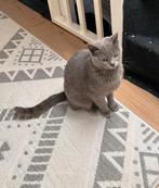 Britse korthaar, Dieren en Toebehoren, Katten en Kittens | Raskatten | Korthaar, Kater