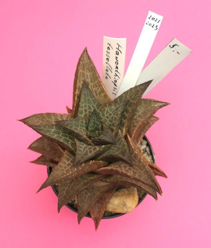 Cactussen en vetplanten: mooie haworthia's, Huis en Inrichting, Kamerplanten, Overige soorten, Minder dan 100 cm, Halfschaduw