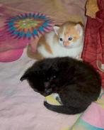 Leuk vervroegd sinterklaas if kerst cadeautje nog 2 over, Dieren en Toebehoren, Katten en Kittens | Overige Katten, Meerdere dieren
