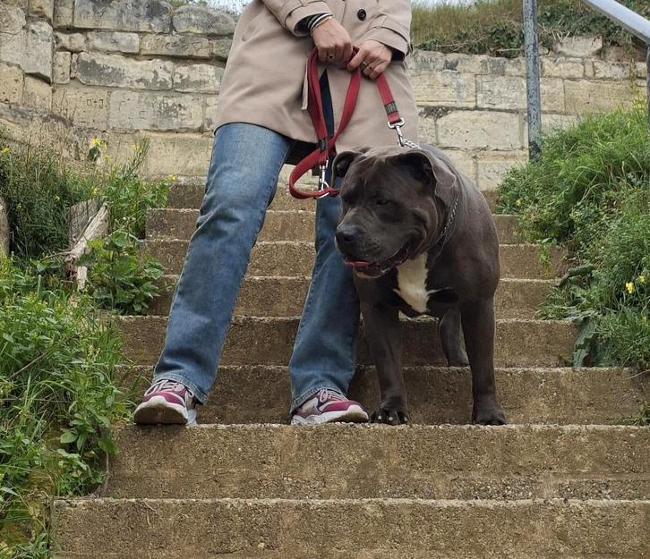 Zeer mooie Bully XL Dekreu, Dieren en Toebehoren, Honden | Dekreuen, Reu, Particulier, Eén hond, Nederland, 3 tot 5 jaar