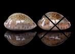 Schelpen: Cypraea robertsi 23,5-24mm (Gem)  Per stuk, Ophalen of Verzenden, Schelp(en)