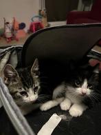 2x kittens te koop, Dieren en Toebehoren, Katten en Kittens | Overige Katten, Meerdere dieren, 0 tot 2 jaar