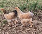 Te koop 2 brahma hennen 5 maand oud, Dieren en Toebehoren, Pluimvee, Vrouwelijk, Kip