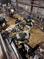 Bonte schapen stellen, Dieren en Toebehoren, Schapen, Geiten en Varkens, Meerdere dieren, Schaap