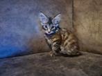 Raszuivere maine coon kittens, Dieren en Toebehoren, Katten en Kittens | Raskatten | Langhaar, Meerdere dieren, Ontwormd, 0 tot 2 jaar