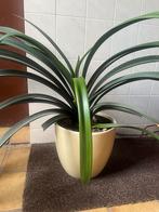 Grote clivia, Ophalen, Overige soorten, Minder dan 100 cm