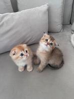 Britse korthaar  kittens super mooi!, Meerdere dieren, Ontwormd