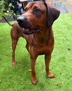 Mooie Rhodesian ridgeback dekreu, Reu, CDV (hondenziekte), 1 tot 2 jaar, Eén hond