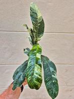 Epipremnum Gigantheum Variegata p12 (2), Ophalen of Verzenden, Overige soorten, Minder dan 100 cm